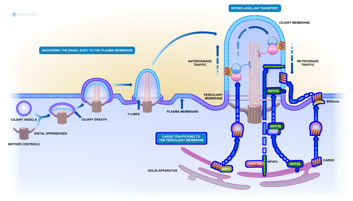 R HSA 9975921 medres